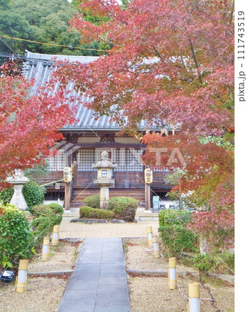 京田辺 大御堂観音寺の紅葉 京田辺 大御堂観音寺の紅葉 111743519
