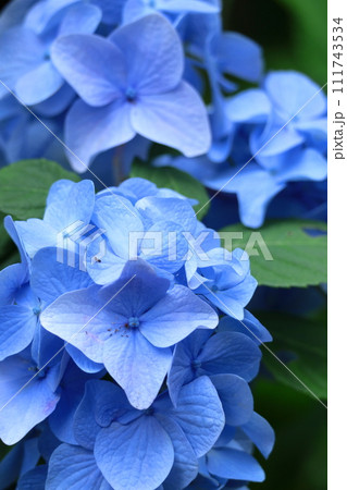 雨に濡れて咲く 111743534