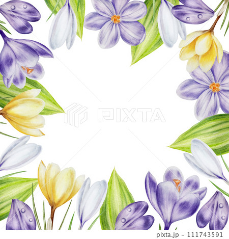 Watercolor frame with yellow, purple and white blooming crocus flowers isolated on white background. Spring and easter template, botanical hand painted saffron illustration. For designers, wedding Watercolor frame with yellow, purple and white blooming crocus flowers isolated on white background. Spring and easter template, botanical hand painted saffron illustration. For designers, wedding 111743591
