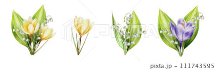 Watercolor set of bouquets of yellow, white and purple blooming crocuses and lily of the valley flowers isolated on white background. Spring festival and easter botanical hand painted saffron 111743595
