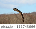 飛翔するオジロワシ 111743666
