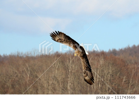 飛翔するオジロワシ 111743666