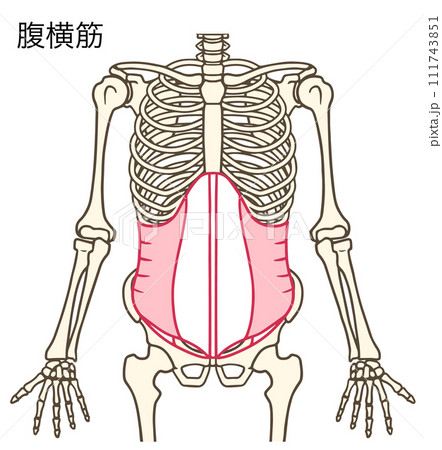 腹横筋 111743851