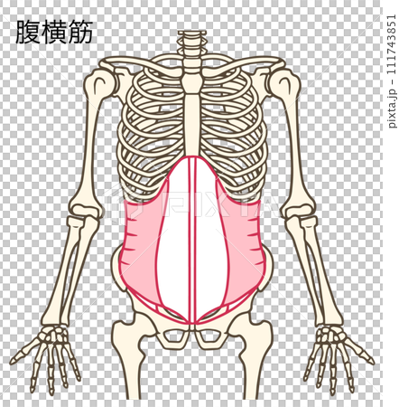 腹横筋 111743851
