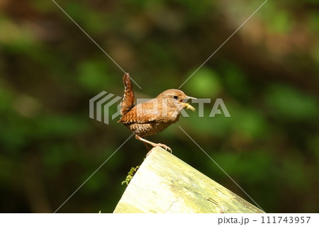 ミソサザイ　渓流沿いに住む小さい野鳥　茶色の保護色　ソングポストでさえずる 111743957