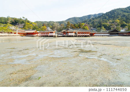 広島 宮島 厳島神社 海側から見た本殿と能舞台 干潮時 111744050