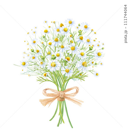 ラフィアのリボンで束た、カモミールのブーケの水彩イラスト。 111744064