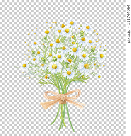 ラフィアのリボンで束た、カモミールのブーケの水彩イラスト。 111744064