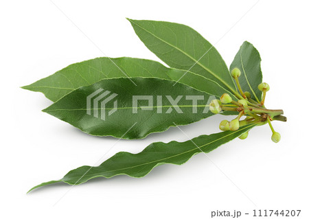 Fresh Laurel leaves isolated on white background. Green bay leaf Fresh Laurel leaves isolated on white background. Green bay leaf 111744207