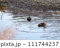 冬の川で泳ぐ2羽のカルガモ 冬の川で泳ぐ2羽のカルガモ 111744237