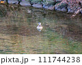 川を泳ぐ1羽のメスのマガモ 川を泳ぐ1羽のメスのマガモ 111744238