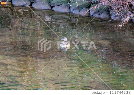 川を泳ぐ1羽のメスのマガモ 111744238