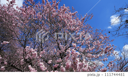 須崎の雪割り桜 須崎の雪割り桜 111744481