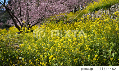 須崎の雪割り桜 須崎の雪割り桜 111744482