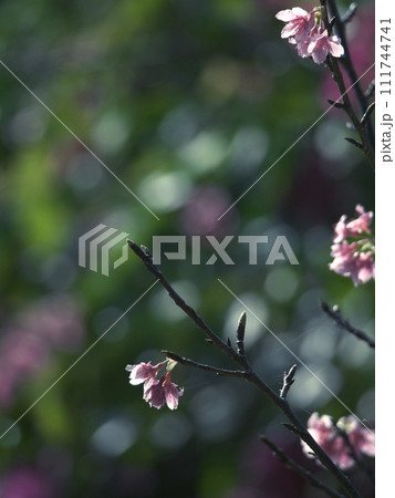 春の訪れを告げる沖縄の桜 春の訪れを告げる沖縄の桜 111744741