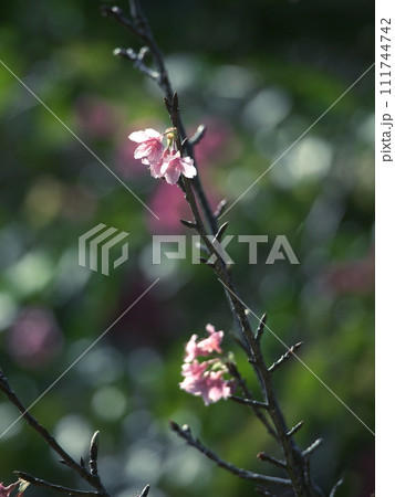 春の訪れを告げる沖縄の桜 111744742