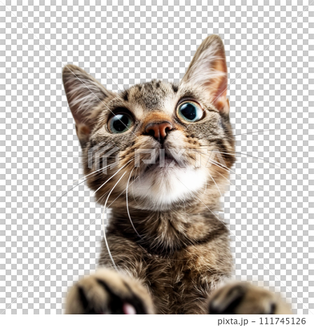 Happy cat on a transparent background with a raised paw. 111745126