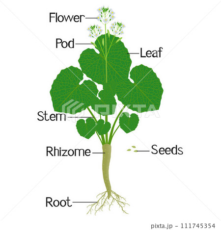 Parts of wasabi eutrema japonica plant isolated on a white. 111745354
