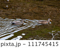冬の川を泳ぐオカヨシガモのカップル 冬の川を泳ぐオカヨシガモのカップル 111745415