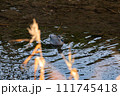 冬の川を泳ぐオスのオカヨシガモ 冬の川を泳ぐオスのオカヨシガモ 111745418