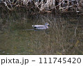 冬の川を泳ぐオスのオカヨシガモ 冬の川を泳ぐオスのオカヨシガモ 111745420