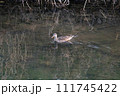 冬の川を泳ぐメスのオカヨシガモ 冬の川を泳ぐメスのオカヨシガモ 111745422