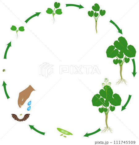 Life cycle of wasabi eutrema japonica plant on a white background. 111745509
