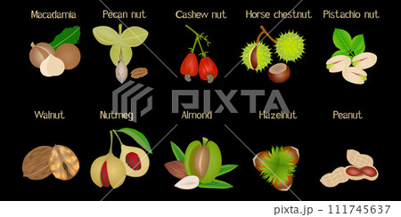 Set of nuts with names on a black background. Set of nuts with names on a black background. 111745637