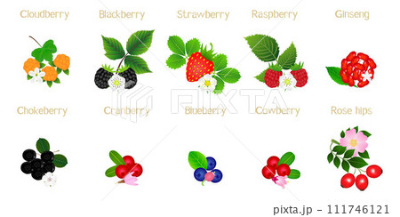 Set of berries with names on a white background. Set of berries with names on a white background. 111746121