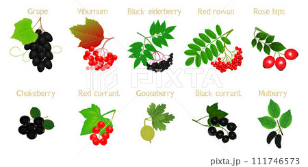 A set of berries on branches with names on a white background. 111746573