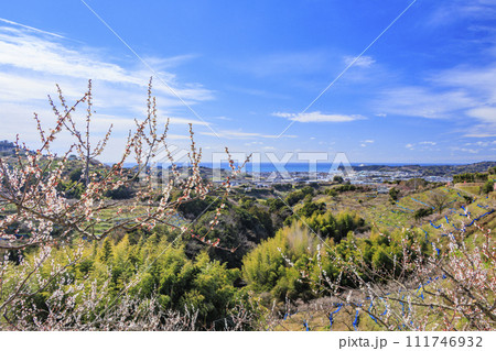 和歌山満開の南部梅林 111746932