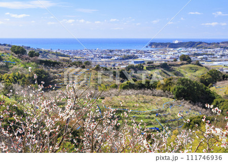 和歌山満開の南部梅林 111746936