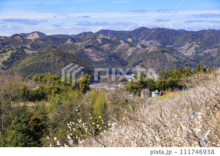 和歌山満開の南部梅林 111746938