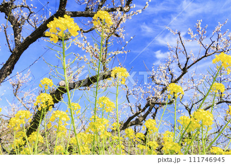 和歌山満開の南部梅林 和歌山満開の南部梅林 111746945