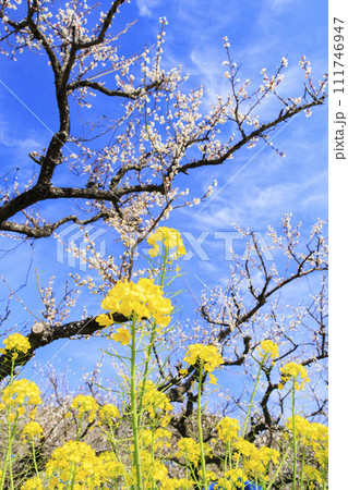 和歌山満開の南部梅林 111746947