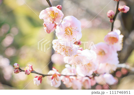 和歌山満開の南部梅林 111746951