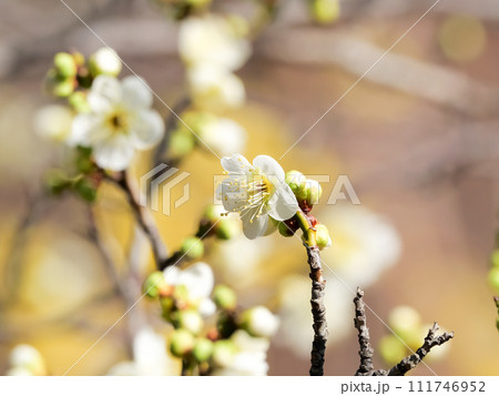 白い梅の花 111746952