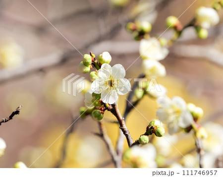 白い梅の花 111746957