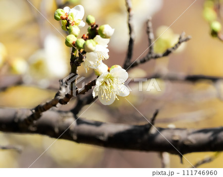 白い梅の花 白い梅の花 111746960