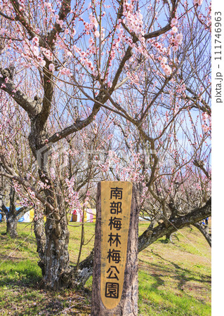 和歌山満開の南部梅林 111746963