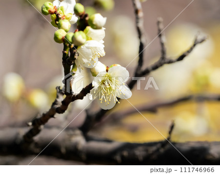 白い梅の花 白い梅の花 111746966