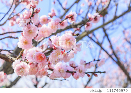 和歌山満開の南部梅林 111746979