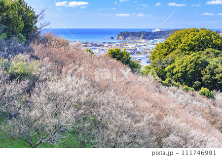 和歌山満開の南部梅林 111746991