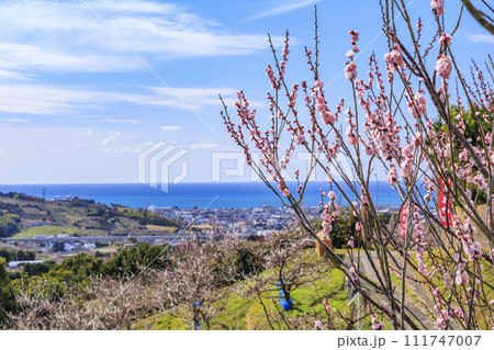 和歌山満開の南部梅林 和歌山満開の南部梅林 111747007