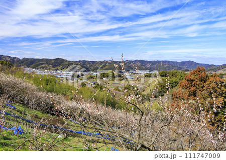 和歌山満開の南部梅林 和歌山満開の南部梅林 111747009