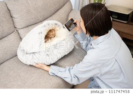 ベッドで眠る仔猫をスマホで撮影する女性 111747458