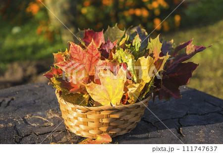 Bouquet of multiolored maples leaves in a basket on sunlight 111747637