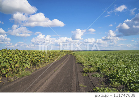 Beautiful summer landscape of rural road in agricutlural field of sunflowers and sugarbeet 111747639