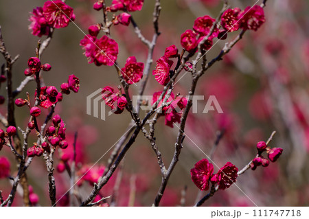 紅梅の花開花 園芸品種蘇芳梅 紅梅の花開花 園芸品種蘇芳梅 111747718