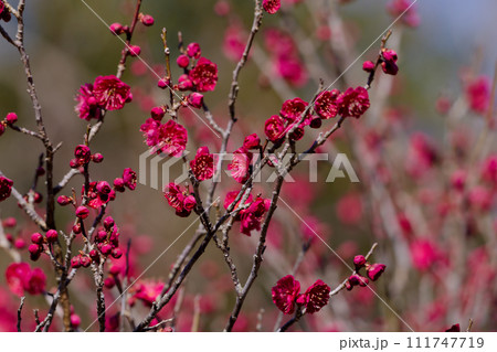 バラ科サクラ属の梅の開花　 111747719